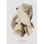 Print | Crested Cockatoo